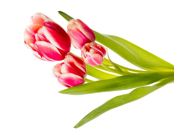 Las flores brillantes del tulipán de ramo — Foto de Stock