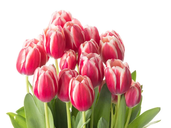 Piękny przetargu bukiet tulipanów — Zdjęcie stockowe