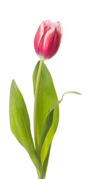 Frühling zarte Blume Tulpe — Stockfoto