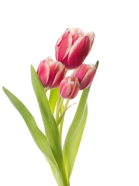 Schöne Blumen eines Straußes Tulpe — Stockfoto