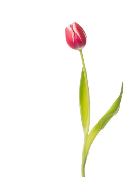 Světlé Tulipán květ — Stock fotografie