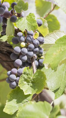 üzüm sulu demet dikey olarak