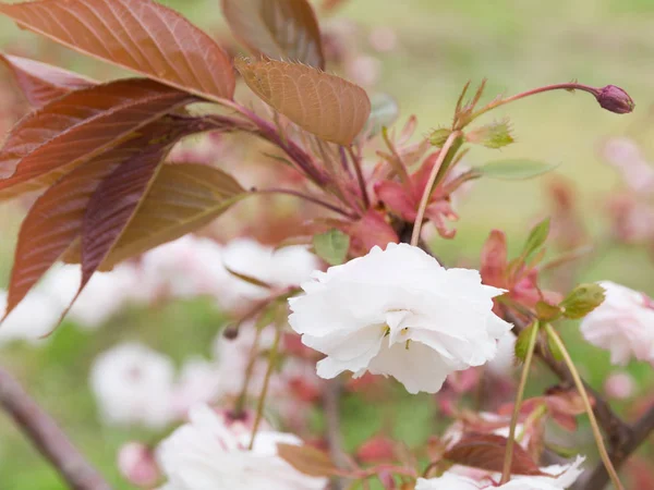 Красивые розовые цветы сакуры — стоковое фото