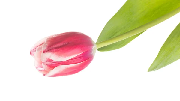 Schöne sanfte Tulpe auf weißem Hintergrund — Stockfoto