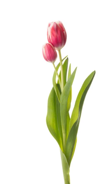 Schöner Strauß Tulpe auf weißem Hintergrund — Stockfoto
