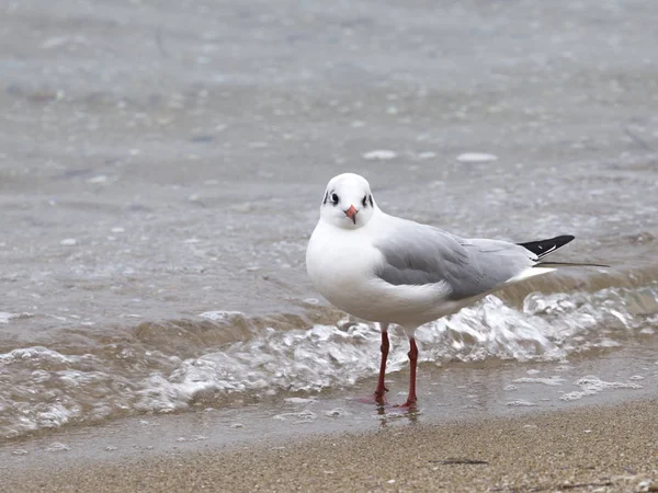 Gull looks and the sea — Stock Photo, Image