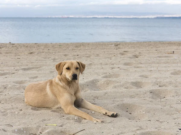 Red-haired dog on the beach