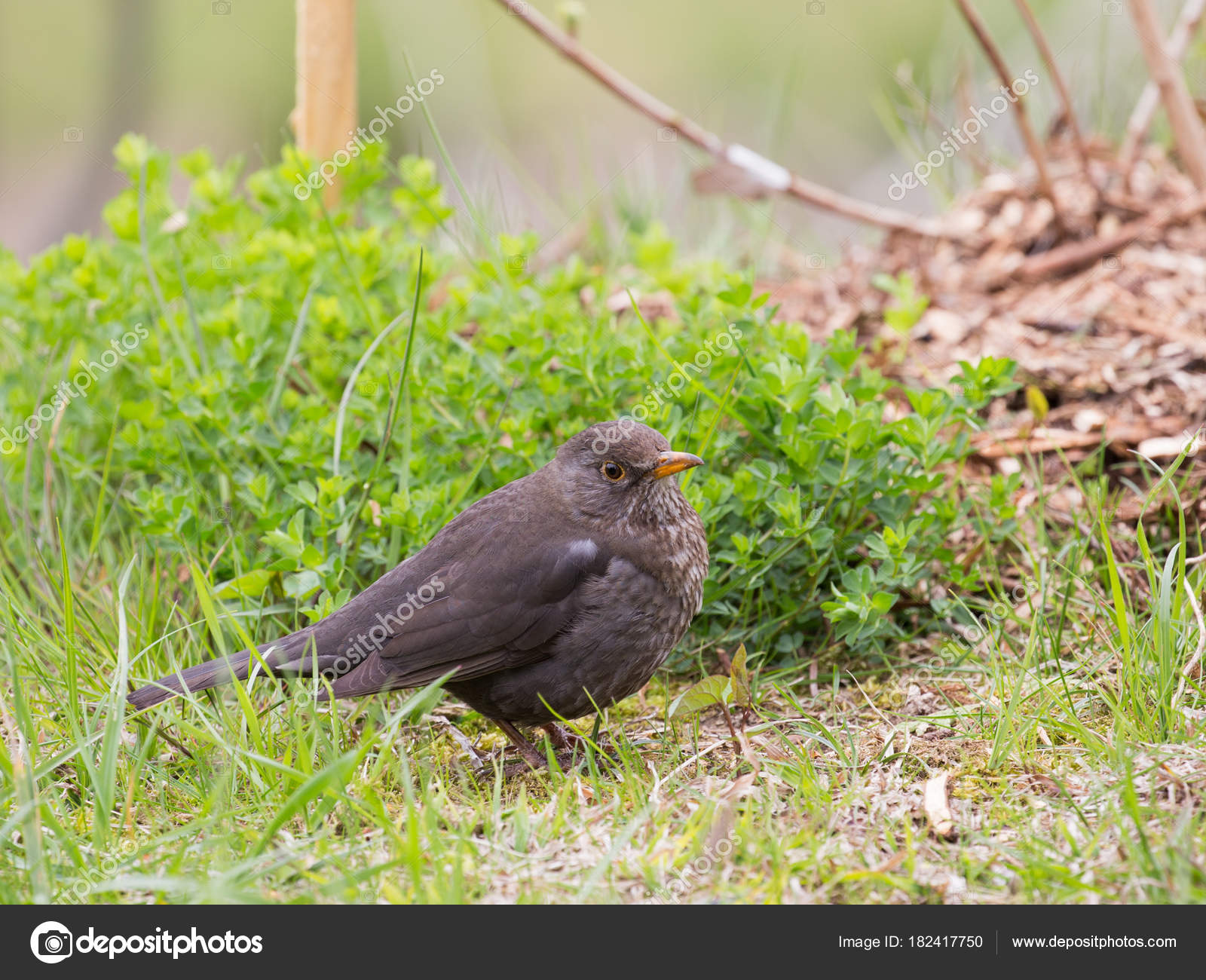 Un Petit Oiseau Gris Brun Photographie Andreevaee 182417750
