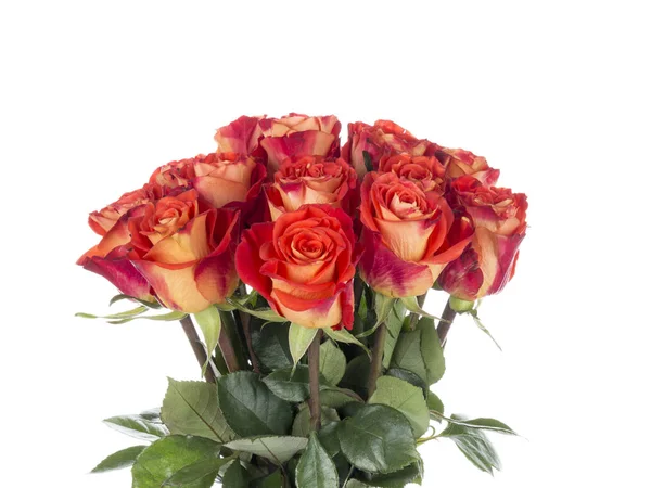 Bright roses on a white background — Stock Photo, Image