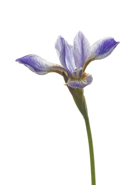 Kwetsbare iris bloem op witte achtergrond — Stockfoto