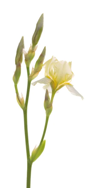 Flor y brotes de iris —  Fotos de Stock