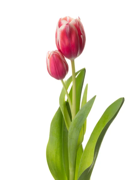 Tulipanes de ramo rojo-blanco — Foto de Stock