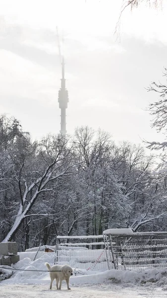 Fantastische, ongebruikelijke schaduw van de Ostankino-toren op de wolken — Stockfoto