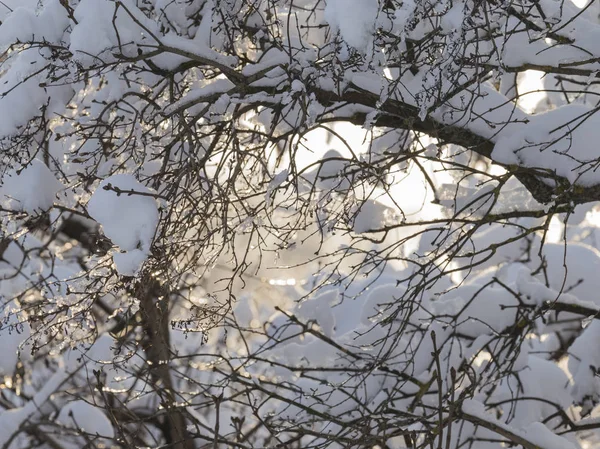 Neige et glace sur les branches — Photo