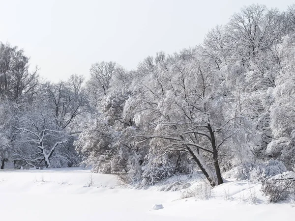 Neve e ghiaccio sui rami — Foto Stock