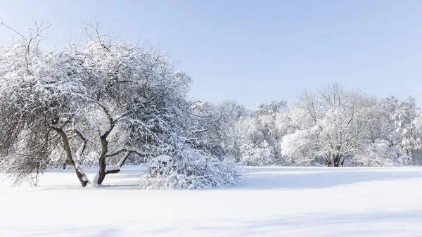 Neve bianca in un parco invernale — Foto Stock