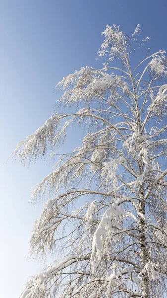 Witte sneeuw op een witte berk — Stockfoto