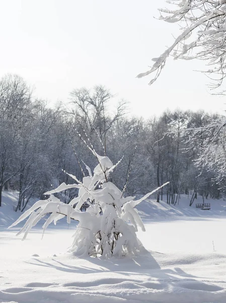 美丽的雪树, 直立 — 图库照片