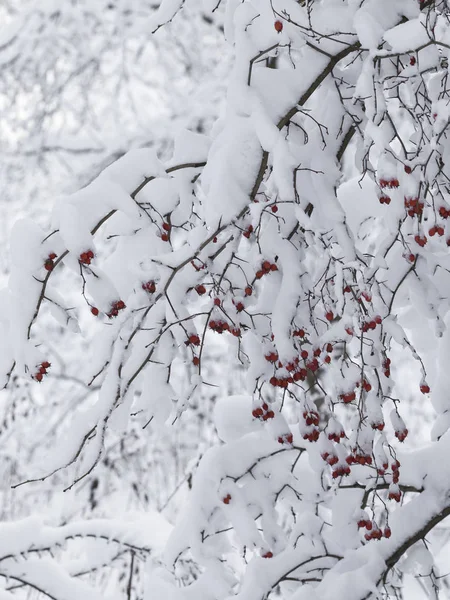 Belle neige et baies rouges — Photo