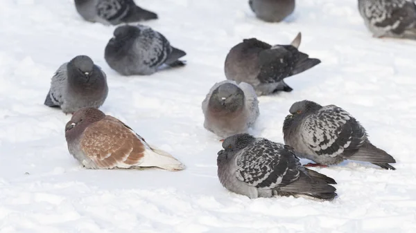 Pigeons gelant dans la neige — Photo