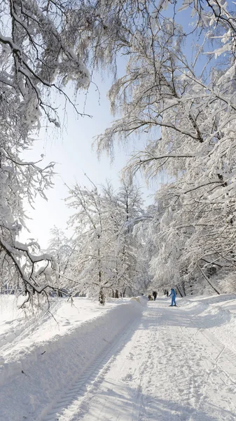 在冬季公园散步的人 — 图库照片