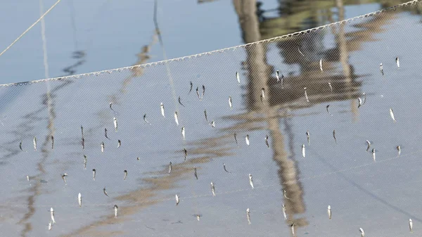 Vis gevangen in het netwerk — Stockfoto