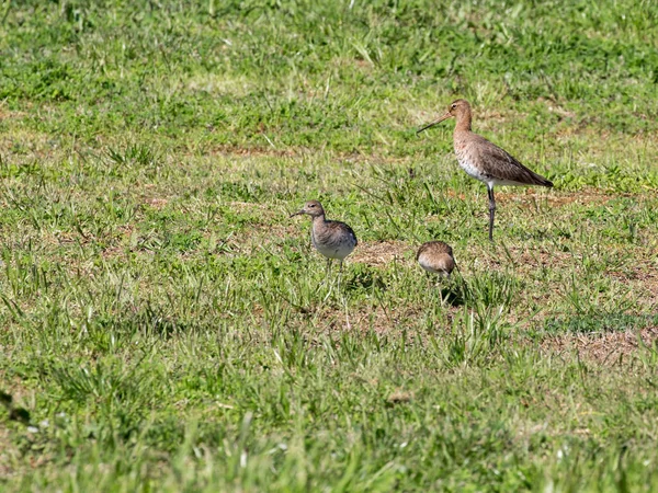 Çim iki piliçle kuş — Stok fotoğraf