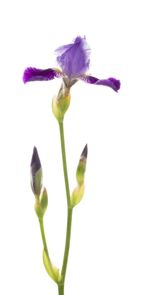 Lila bloem en toppen van iris — Stockfoto