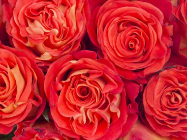 arka plan kırmızı parlak gül