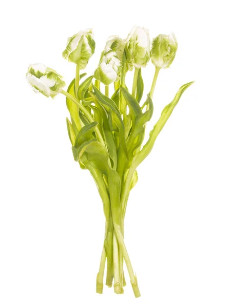 Tulipes blanches sur fond blanc — Photo