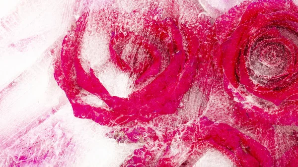 美丽的冰冻红宝石玫瑰的提取 — 图库照片