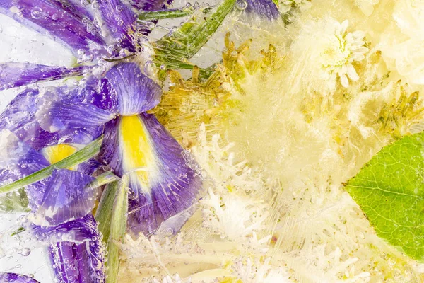 Заморожена абстракція з рослин і квітів — стокове фото