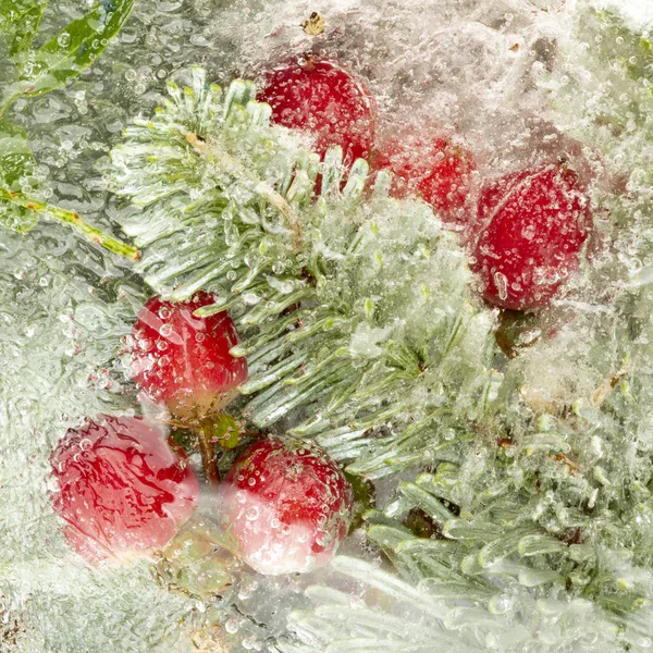 Bright berries and branches of needles — Stock Photo, Image