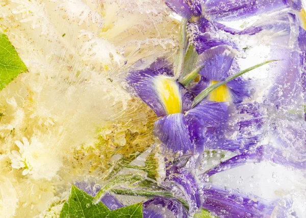 Abstraction congelée de fleurs et de plantes — Photo
