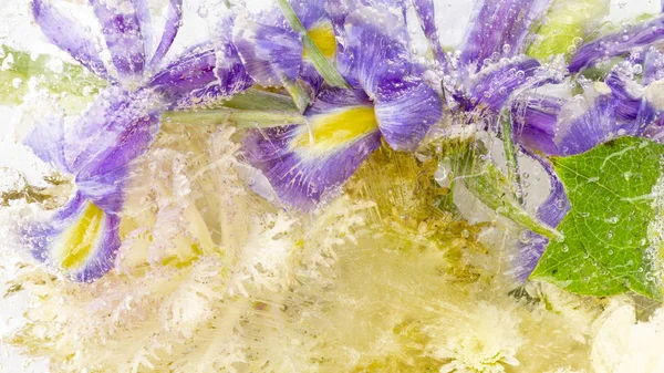 Abstraction congelée de fleurs d'iris — Photo
