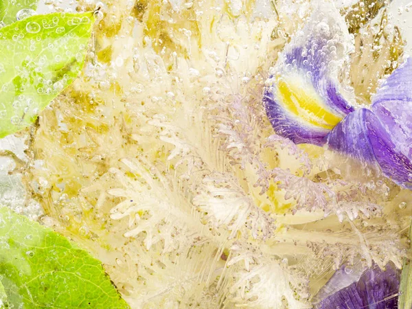 Parlak Iris Çiçekleri Dekoratif Lahana Yeşil Yapraklar Hava Kabarcıklarıyla Güzel — Stok fotoğraf