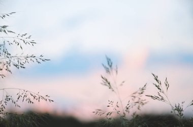 Bulanık arkaplanda alacakaranlık ışınlarıyla tarla çimen yapraklarına odaklanıyor