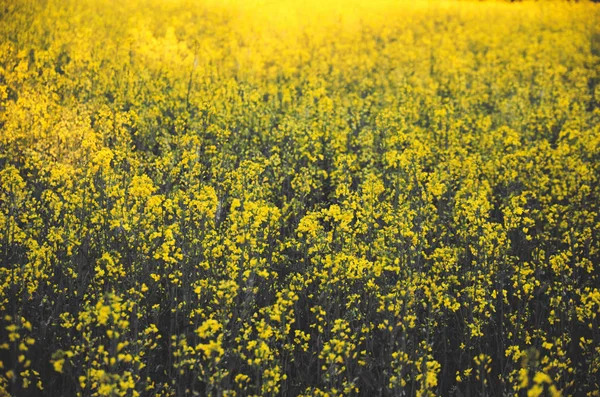 Sárga Szürke Virágzó Repcemező Melyet Nap Fénysugarai Megvilágítanak Esténként — Stock Fotó