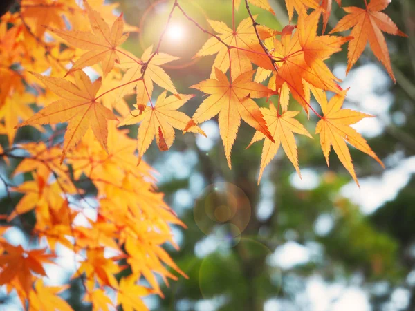 Изменение цвета осеннего кленового отпуска в Японии — стоковое фото