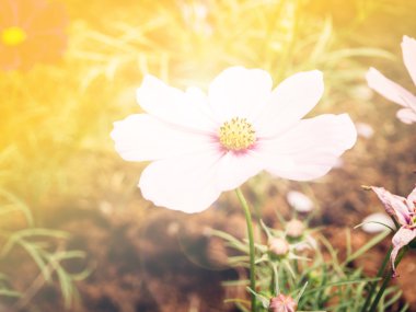 Vintage cosmos çiçek sıcak filtreli