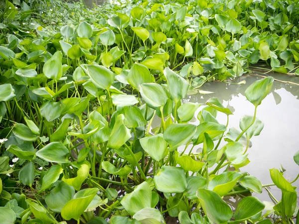 Planta de jacinto de agua — Foto de Stock