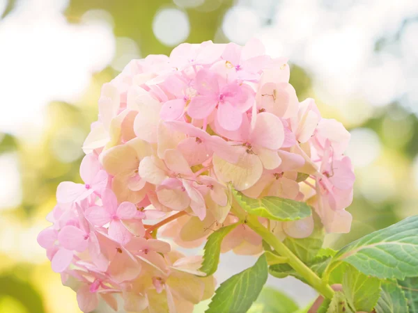 Pink Hydrangea flower soft and blurred background — Stock Photo, Image