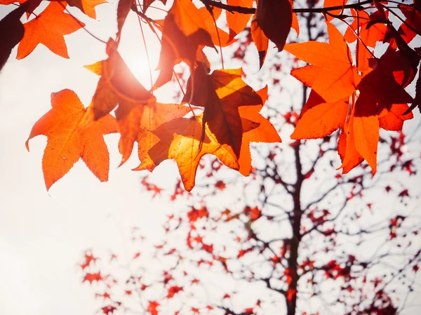 Maple herfst verlof achtergrond — Stockfoto