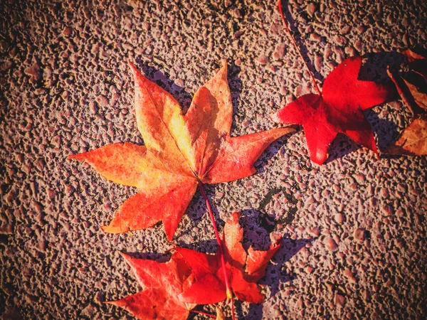 Una sola hoja de arce rojo cae sobre piedra en otoño — Foto de Stock