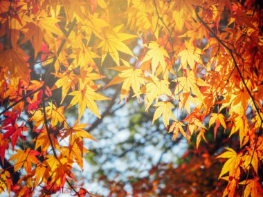 Japonya'da canlı sonbahar doğal arka plan bulanıklık