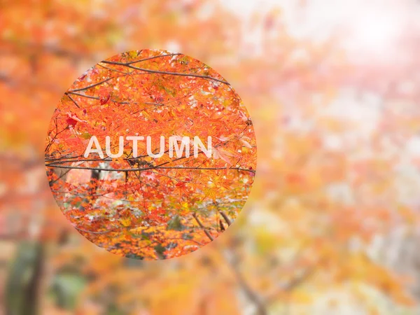 Graphic autumn natural blur background — Stock Photo, Image