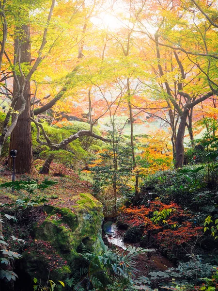 Fond abstrait de forêt d'automne flou au Japon — Photo