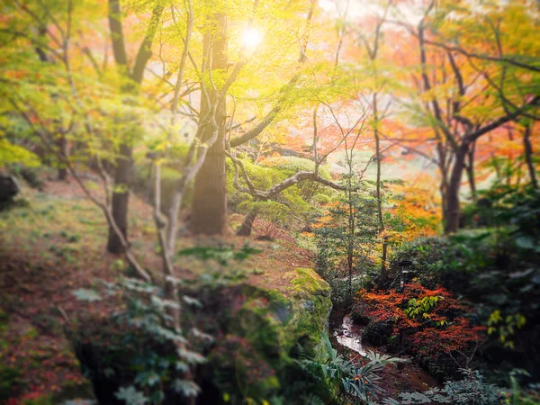 Astratto autunno foresta sfocatura sfondo in Giappone — Foto Stock