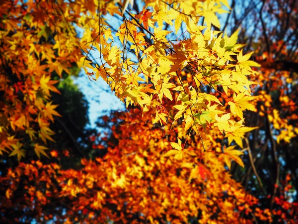 黄色秋叶在日本为背景的森林 — 图库照片