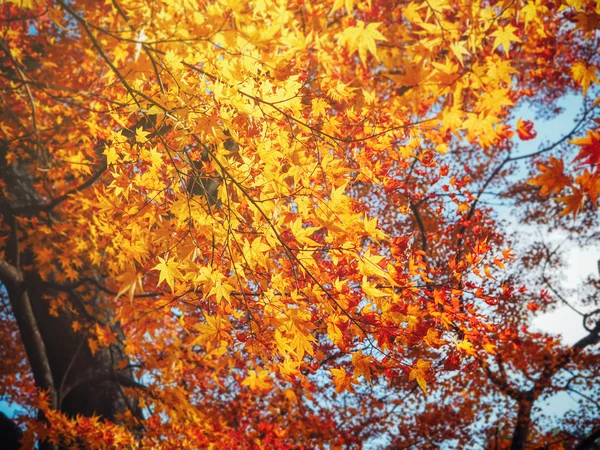 Gelber Herbsturlaub im Wald in Japan als Hintergrund — Stockfoto